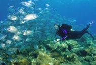 Diving di Bali